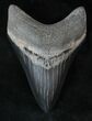 Beautiful, Grey Lower Megalodon Tooth #13536-2